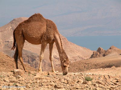 Camel-above-En-Gedi-with-Dead-Sea-tb021603226-bibleplaces